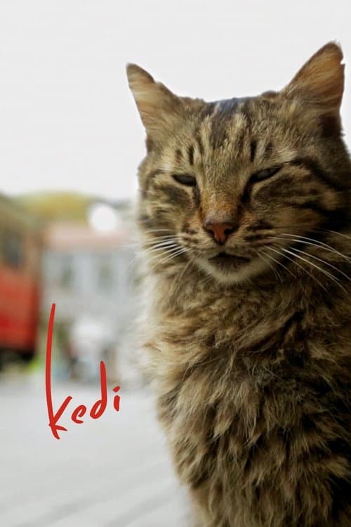 Afiche de Kedi